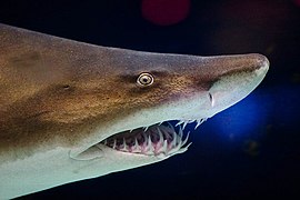 Snout and mouth of sand tiger shark, showing protruding teeth and small eyes