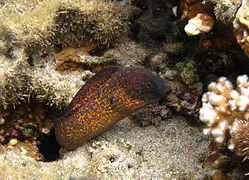 Murène à taches jaunes (Gymnothorax flavimarginatus)