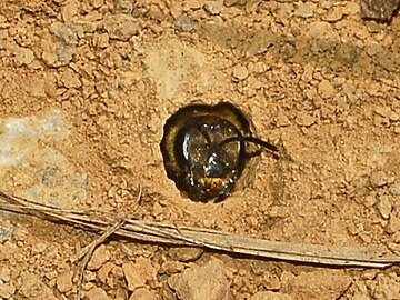 Female guarding the entrance of the nest