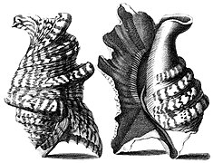 Index Testarum Conchyliorum de Niccolò Gualtieri (1742).