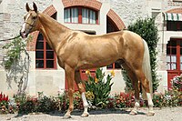 Photograph of a palomino Akhal-Teke