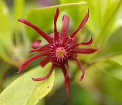 Illicium floridanum