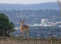 Faune de la Johan Rissik Drive sur les collines de Pretoria