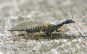 Phaeostigma major (Raphidioptera)