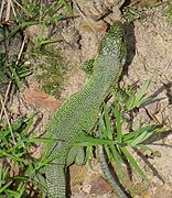 Photo d'un lézard vert