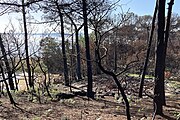 Entre des arbres morts et la rive d'un lac, on distingue l'aire noircie qu'occupait une cabane détruite par le feu.