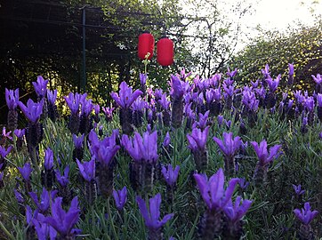 Lavandula