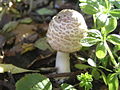 Shaggy Parasol