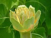 Liriodendron tulipifera, a mesangiosperm