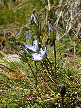 Ломатогониум каринтийский (L. carinthiacum)