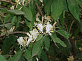 Fleurs du chèvrefeuille de Maack.