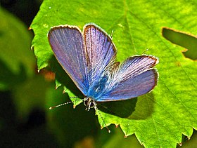 Leptotes pirithous (cinzentinha)