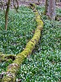 Massenhaftes Vorkommen von Märzenbechern im Wald des Autals