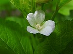 M. verticillata flower