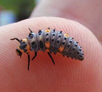 Larve de Coccinella septempunctata (Coccinellidae)