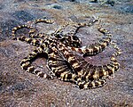 10. Tillfaller JohanahoJ som botaniserade bland litosfärplattorna. Thaumoctopus mimicus är en bläckfisk som kan härma (mimikry) andra havslevande djur. Den upptäcktes 1998 utanför Sulawesi, Indonesien.