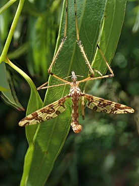 Mischoderus annuliferus