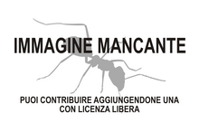 Immagine di Cananeuretus occidentalis mancante