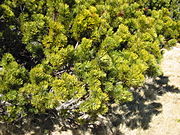 ルーマニアのPinus mugo subsp. mugo