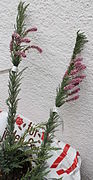 Pink-flowered individuals for sale