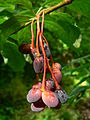 Fruits of O. cerasiformis