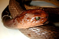 Close up of a preserved snake's face, scales reddish brown and eyes replaced with beads