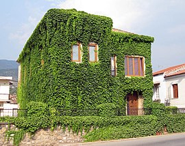 Stone house covered with Boston ivy in Thouria