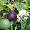 Passion Fruits