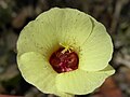 Pavonia cancellata in Guanacaste, Costa Rica