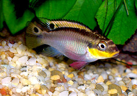 P. taeniatus