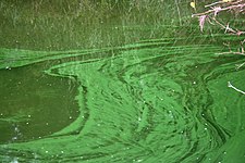 Algal bloom of cyanobacteria in the polluted upper reaches at Buffelsdrift