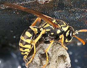 Polistes dominulus