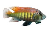 Haplochromis nyererei