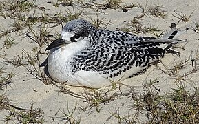 Red-tailed tropicbird (young)