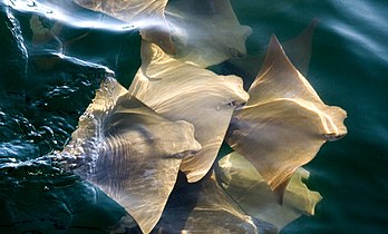 Golden cownose rays (Rhinoptera steindachneri) often migrate in large schools.