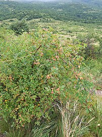 Rosa canina