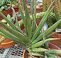 Sansevieria ehrenbergii