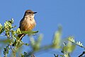 Say's Phoebe - Cochise County, Arizona