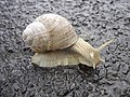 Escargot (Helix pomatia).