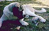 Spanish Mastiff puppy and adult, comparing size and features