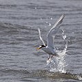 S. a. sinensis in flight, Tokyo Bay, Japan