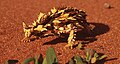 A thorny devil in the Northern Territory