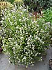 Thymus vulgaris