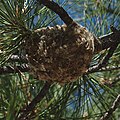 Plumbeous Vireo nest, ditto