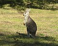 Wallaroo joey