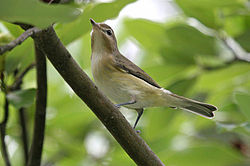 Warbling vireo