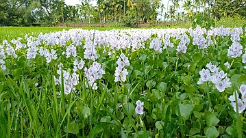 A field full of Water hyacinth.