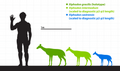 Size comparison for Xiphodon