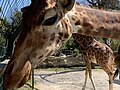 Giraffa