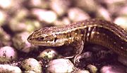 Viviparous lizard has a small head, neck and tail are thick, the legs are rather short. The brown color is very variable with, especially in the female, dark sidebands.